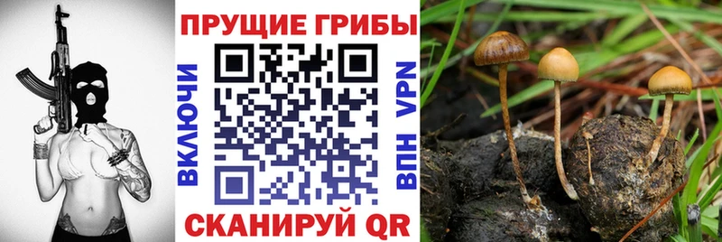 Псилоцибиновые грибы MAGIC MUSHROOMS  Купить где  Ужур 